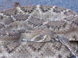 Rattlesnake and Snakelet