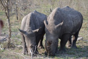 two hor rhino